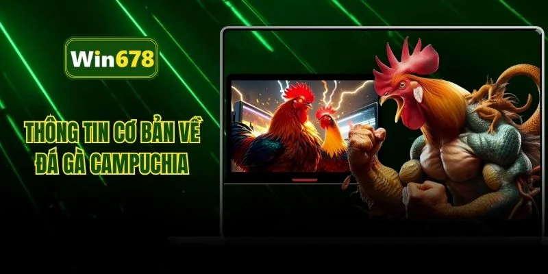 Thông tin cơ bản về đá gà Campuchia